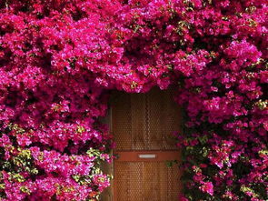 三角梅：彩色的瀑布