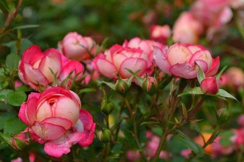 花开花落， 夏日风情万种