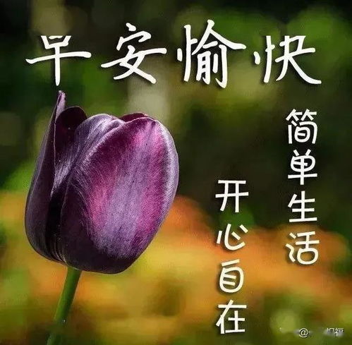 黄玫瑰的花语是唤醒阳光温暖与友谊