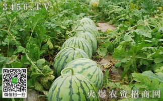 西瓜苗喷了乙草胺后还Neng撒草木灰吗？对生长有影响吗？