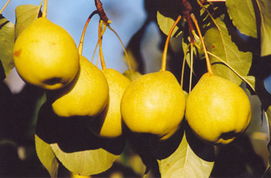 梨果圆，是个啥？