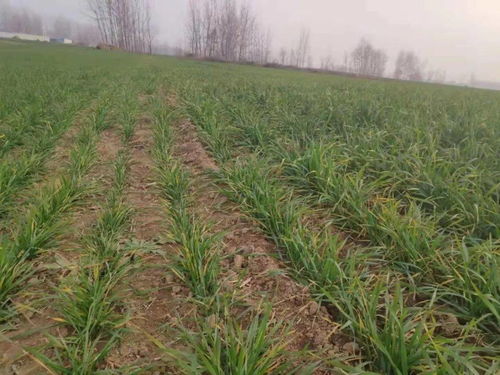 小麦蚜虫，是个啥玩意儿？