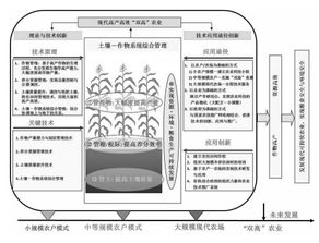 黑莓高产：如何通过优化种植技术和管理实现高产量