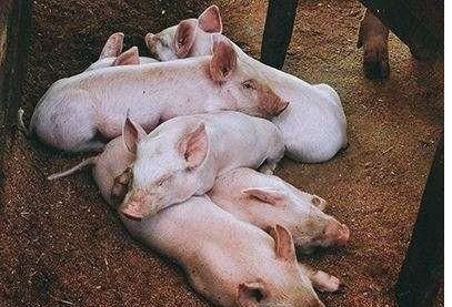 母猪使用预混料、浓缩料还是全价料，哪种更适合母猪营养需求？