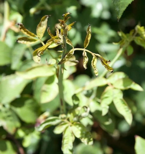 虫害与月季花叶子发黄