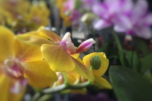 春季花为何突然掉叶？