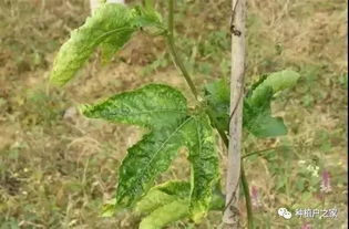百香果木质化病毒病：一种危害百香果生长的病毒性病害