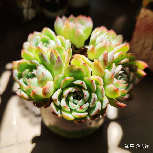 “多肉品种大全图解：超全的多肉植物图鉴