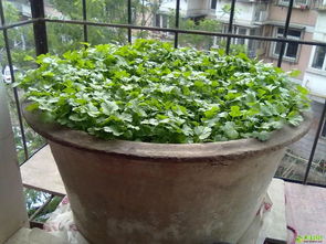 池塘里种植的蔬菜品种丰富， 美味又健康