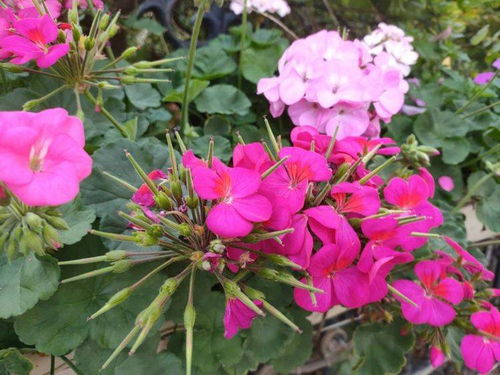 天竺葵修剪，有门道