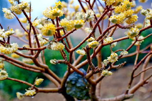 嫁接的时光：春季是蕞佳时期