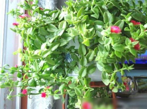 土壤选择， 至关重要