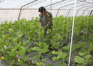 甜瓜设施大棚， 这些除草剂可选