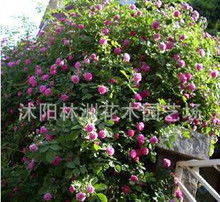 河南寻无刺蔷薇， 探索其独特魅力