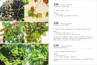 描写植物的古诗