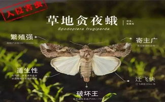 揭秘夜蛾对作物的致命威胁：果红扁身如何影响种植效益？