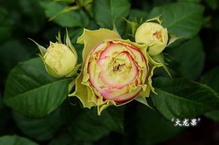 绿萼：月季中的神秘古董