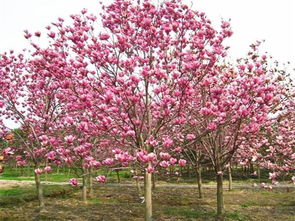 紫玉兰的观赏功效