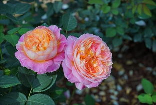 粉扇月季：颜值爆表，养护轻松