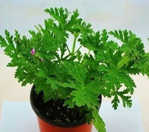 驱蚊草：多年生植物，寿命长，养花必备！