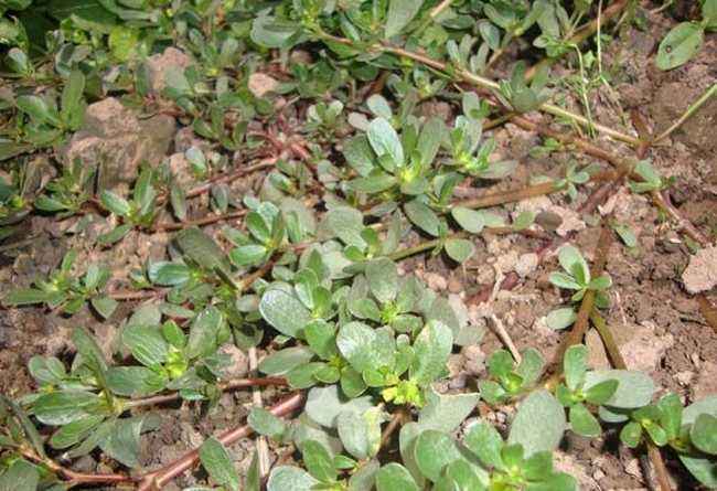 这类种子对温度的要求较低， 温度在1...