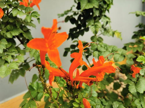 橙色面容月季、 橙面鹦鹉、焗面——我的审美喜好大揭秘