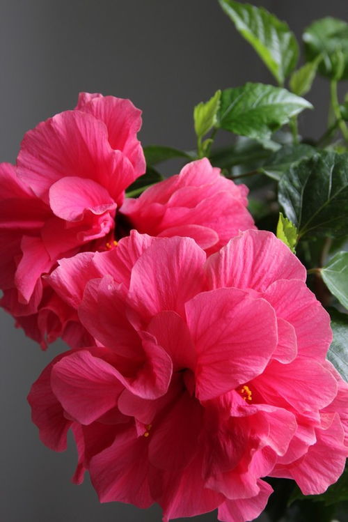 秋季剪枝， 秘诀在此