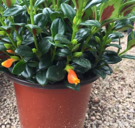 小叶黄杨生长缓慢