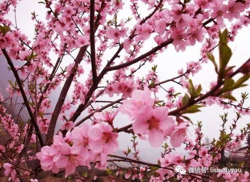桃花在春季开？不同地区花期有何差异