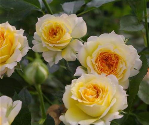 浪漫玫瑰面纱月季：那抹迷人的橙黄