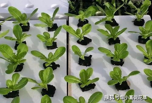 变色木扦插生根快，如何缩短生根时间