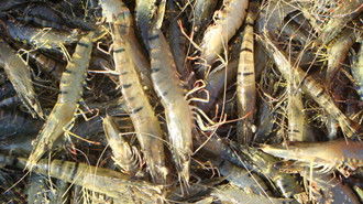 对虾养殖技术：探讨对虾养殖过程中的问题、基础知识和背景