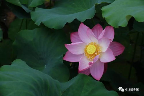 荷花盛开的季节之谜