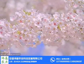 樱花苗：春天的使者， 美丽的见证