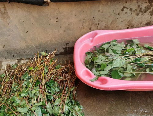 草药的奇妙世界