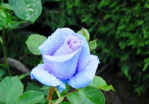 月季花的历史与文化