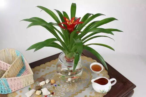 水培鸿运当头冬天怎么养？保持适宜温度是关键吗