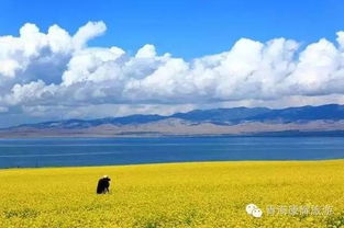 青海湖边的牧民巴特尔