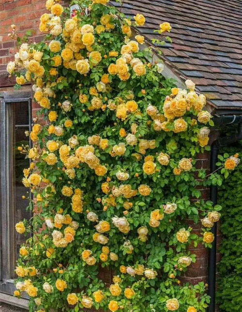 阳光是它的宝贝，水分是它的灵魂