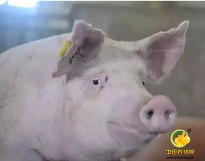 九步轻松驾驭后备母猪，养殖无忧