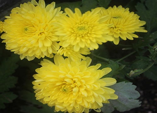 菊花代表什么花语？想知道答案