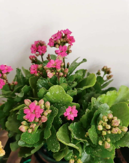 四季青， 雪地里绽放的生命力