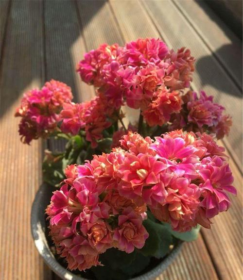 营养补充， 开花不愁