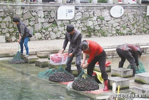 马蹄种植的乐趣与挑战