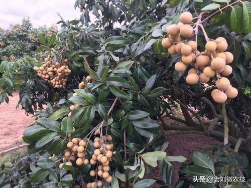 金桔树什么时候剪枝最佳？掌握哪些剪枝技巧能提高产量