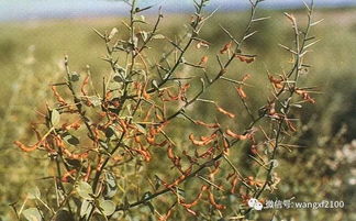 骆驼刺花怎么长期保存？