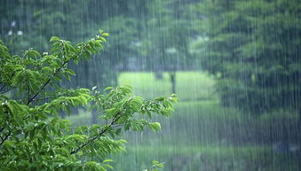 老园丁的祖传技艺