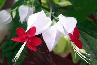 换盆，就像换件新衣服