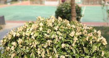 养树心得：从植物杀手到绿手指的逆袭之路