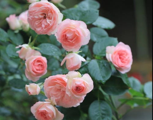 1. 选择耐阴品种